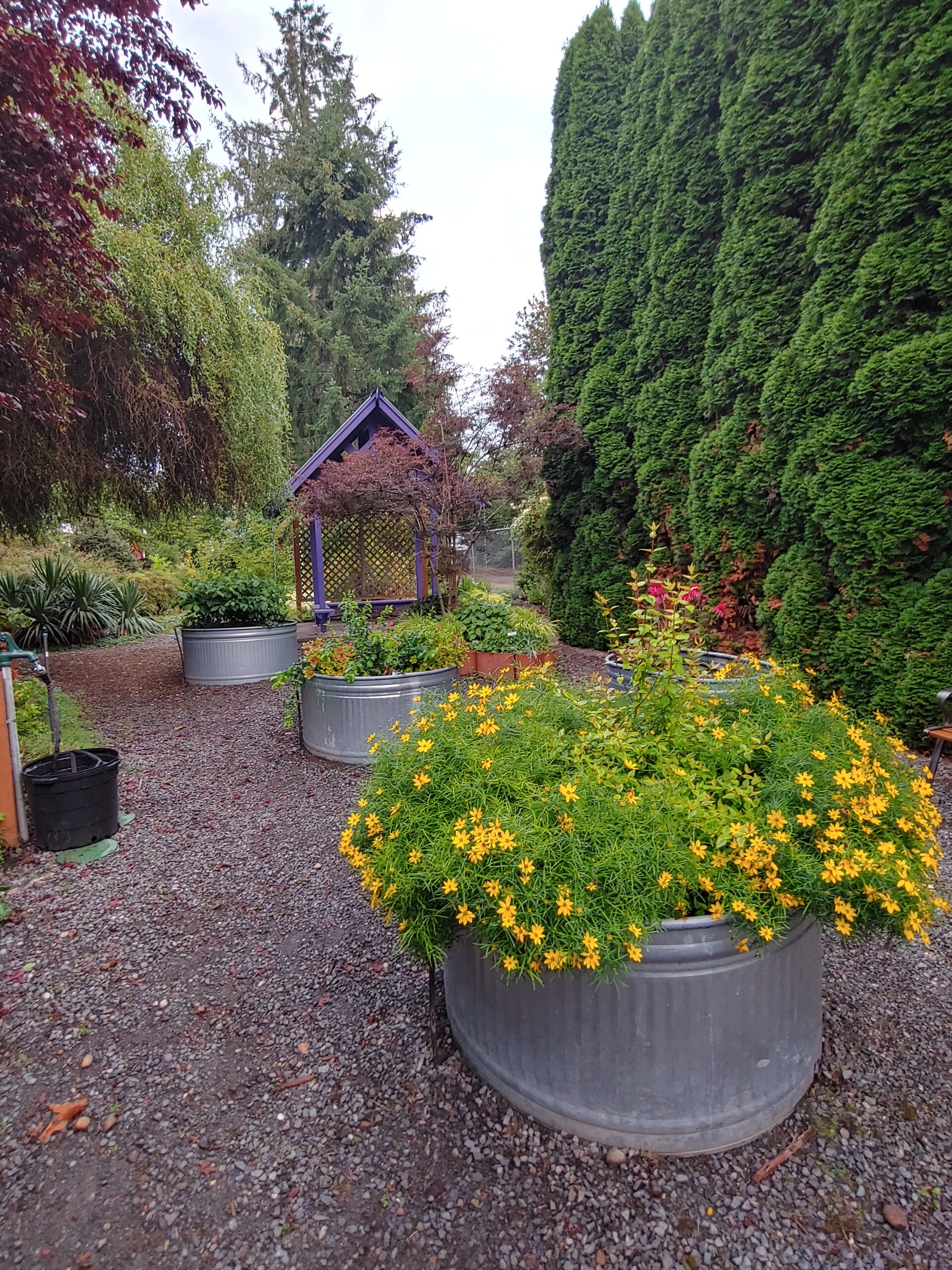 Dirt Works Demonstration garden with metal planters with various flowers and shrubs.  Purple gazebo in the back ground.  Larger trees on edge of photo.  