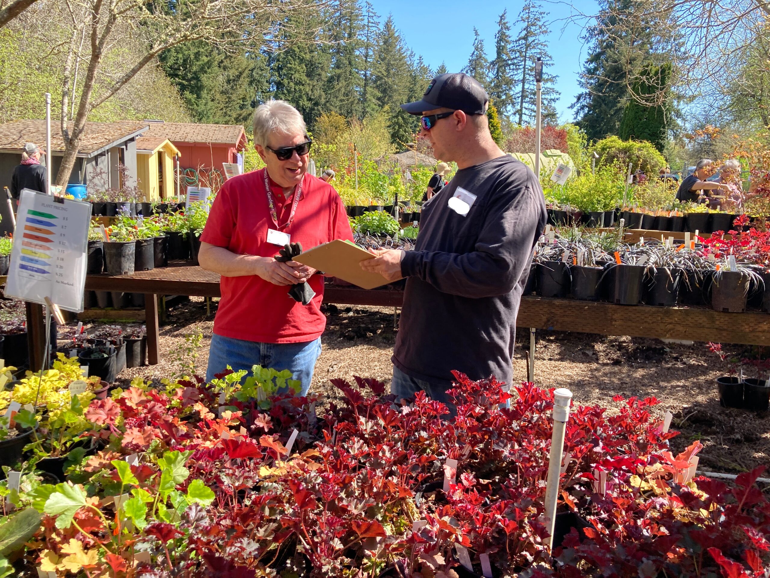 Two WSU Master Gardener volunteers identifying plants in the Plant Sale Nursery.