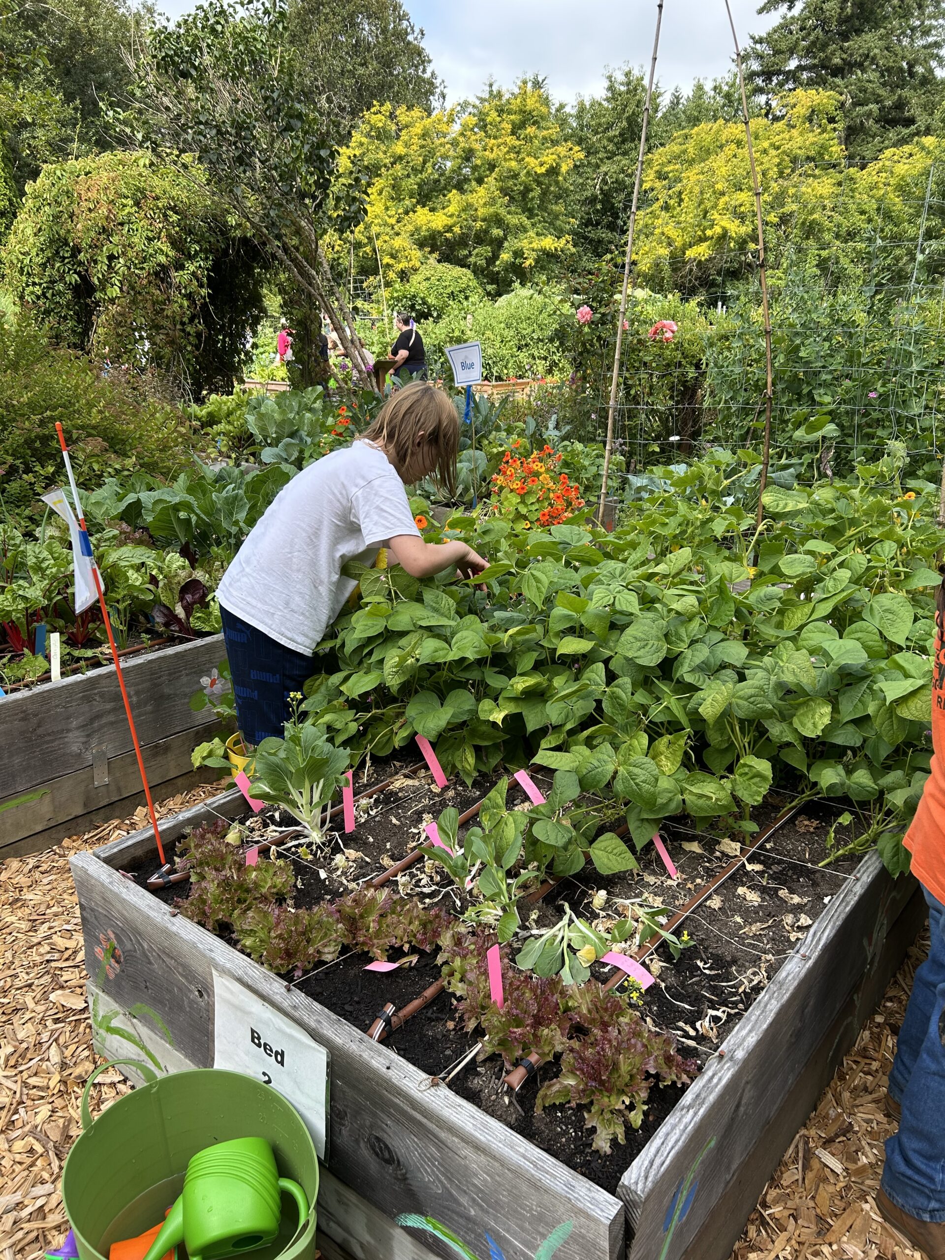 Child looking in bean plants for beans to pick in a raised garden bed at the Dirt Works Demonstration Garden.