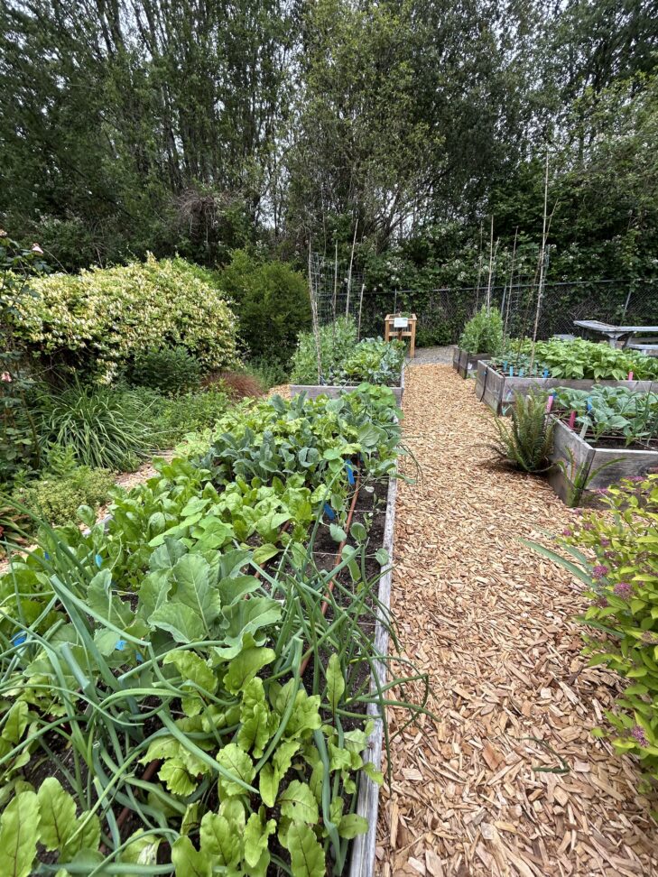 Wood chips in the demo garden