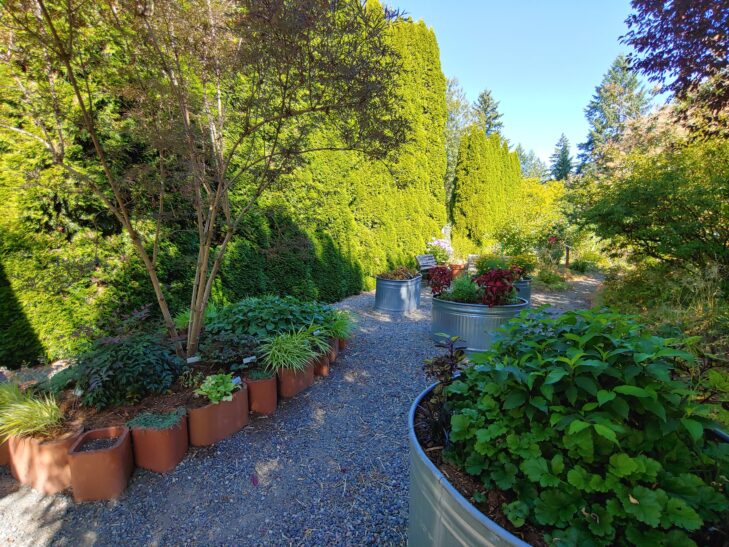 Sunlit garden with a gravel footpath and plants in ceramic and metal containers at Dirt Works Demonstration Garden.