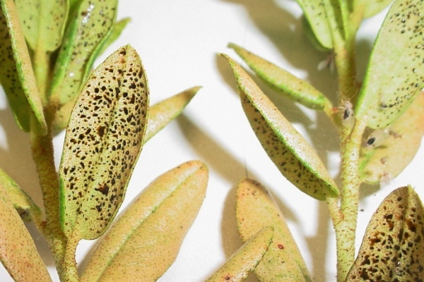 Azalea stems with evidence of azalea lace bug damage. 