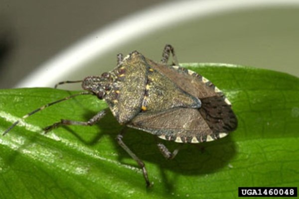 Brown marmorated stink bug on green leaf. 