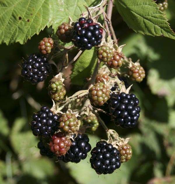 Berry cluster of Himalayan Blackberry.