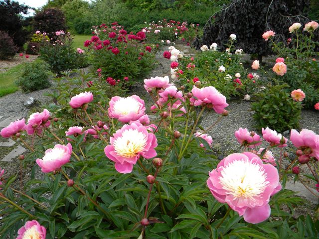 Blooming peonies at closed loop park demonstration garden