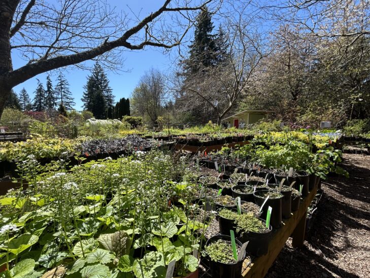 Sunlit plants on nursery tables at the Plant Sale Nursery at Dirt Works Demonstration Garden.