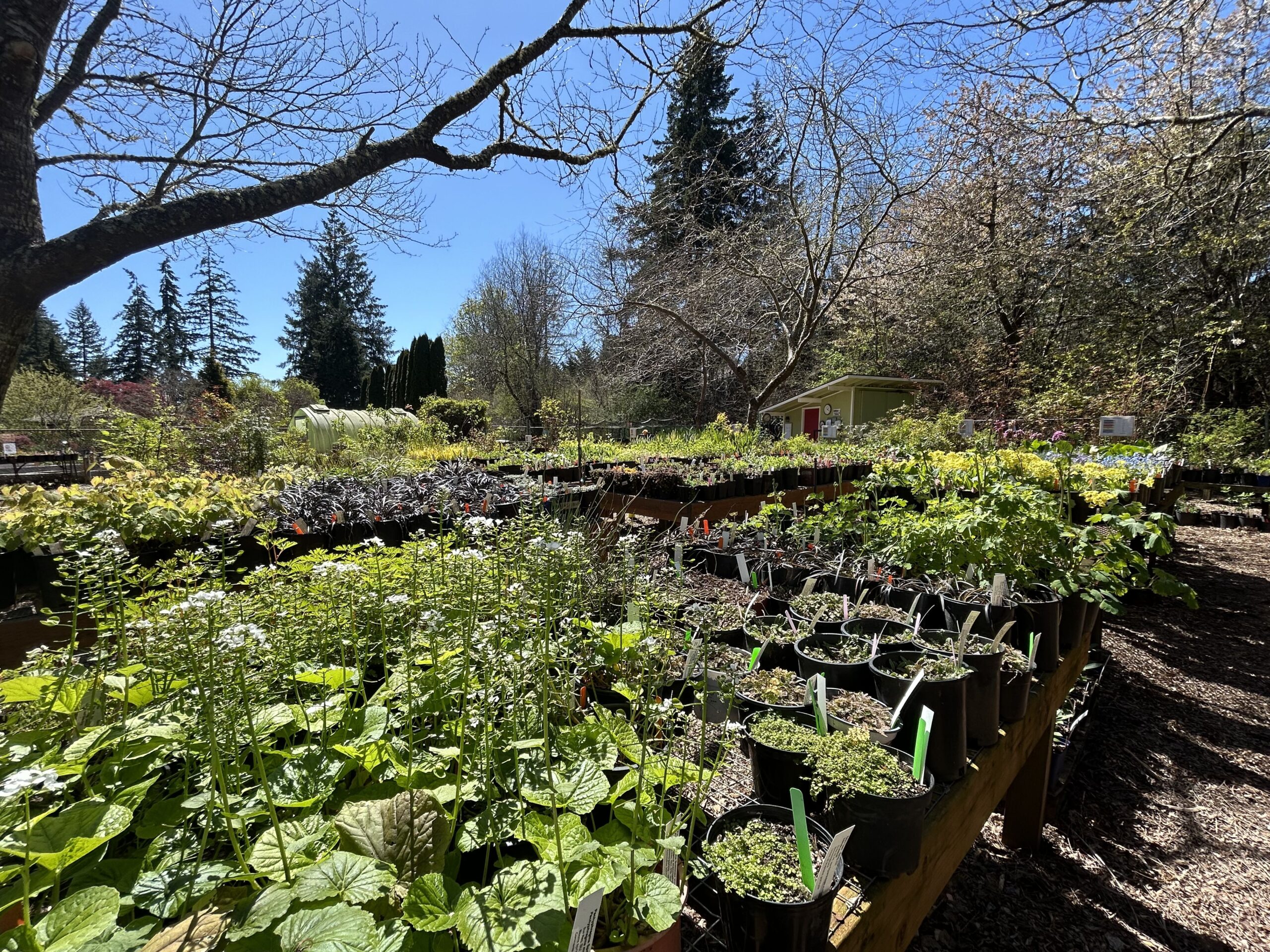 Sunlit plants on nursery tables at the Plant Sale Nursery at Dirt Works Demonstration Garden.