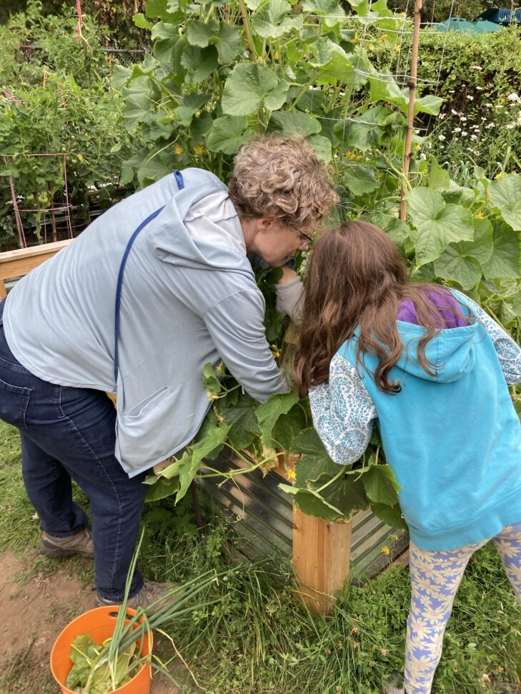 WSU Master Gardener volunteer and child looking in cucumber plant for fruits at Children's Garden.  