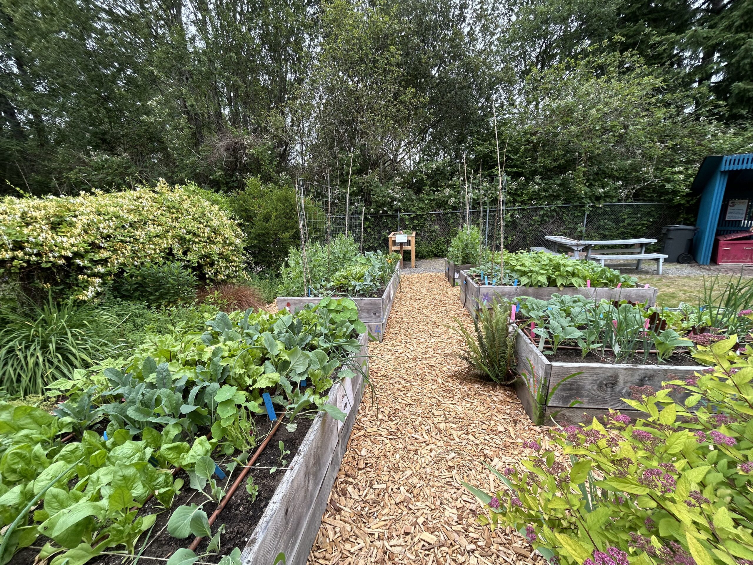 Raised beds full of vegetables at Dirt Works.