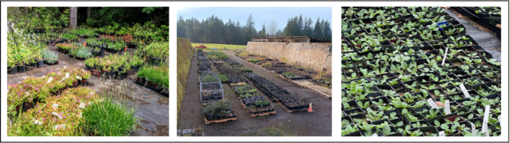 Three photos of the native plant salvage nursery with rows of plants prepared for the plant sale.