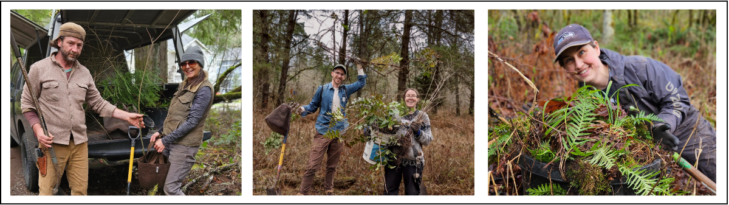 Three photos of native plant salvage volunteers digging up and moving plants.