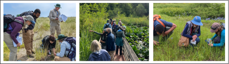 Three photos of Native Plant Salvage educational outing with people identifying plants outdoors.