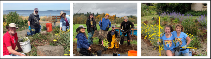 Three photos of Native Plant Salvage volunteers with buckets and shovels working on hedgerow projects.