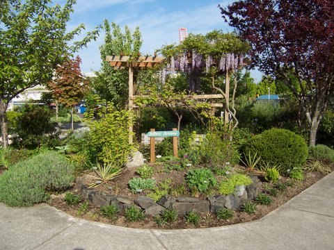 Corner garden at Olympia Farmers Market Demonstration Garden with sign that reads "Gallaci Garden"