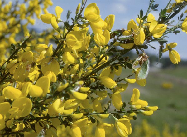 Branch of scotch broom in bloom. 