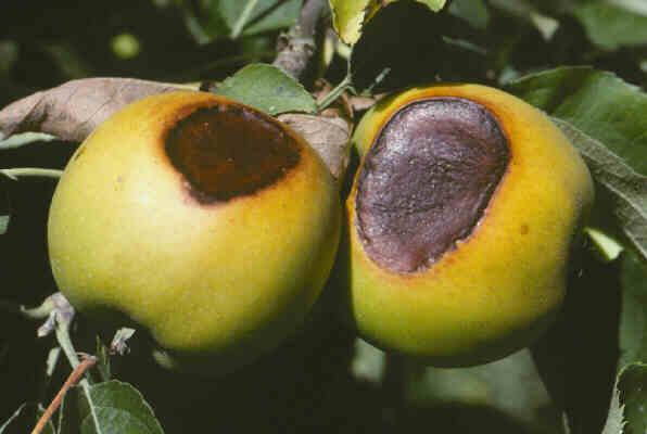 Sunscald on apple fruits on tree branch. 