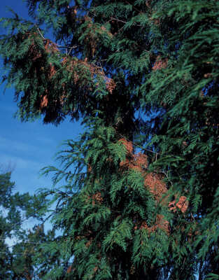 Cedar flagging in cedar tree. 