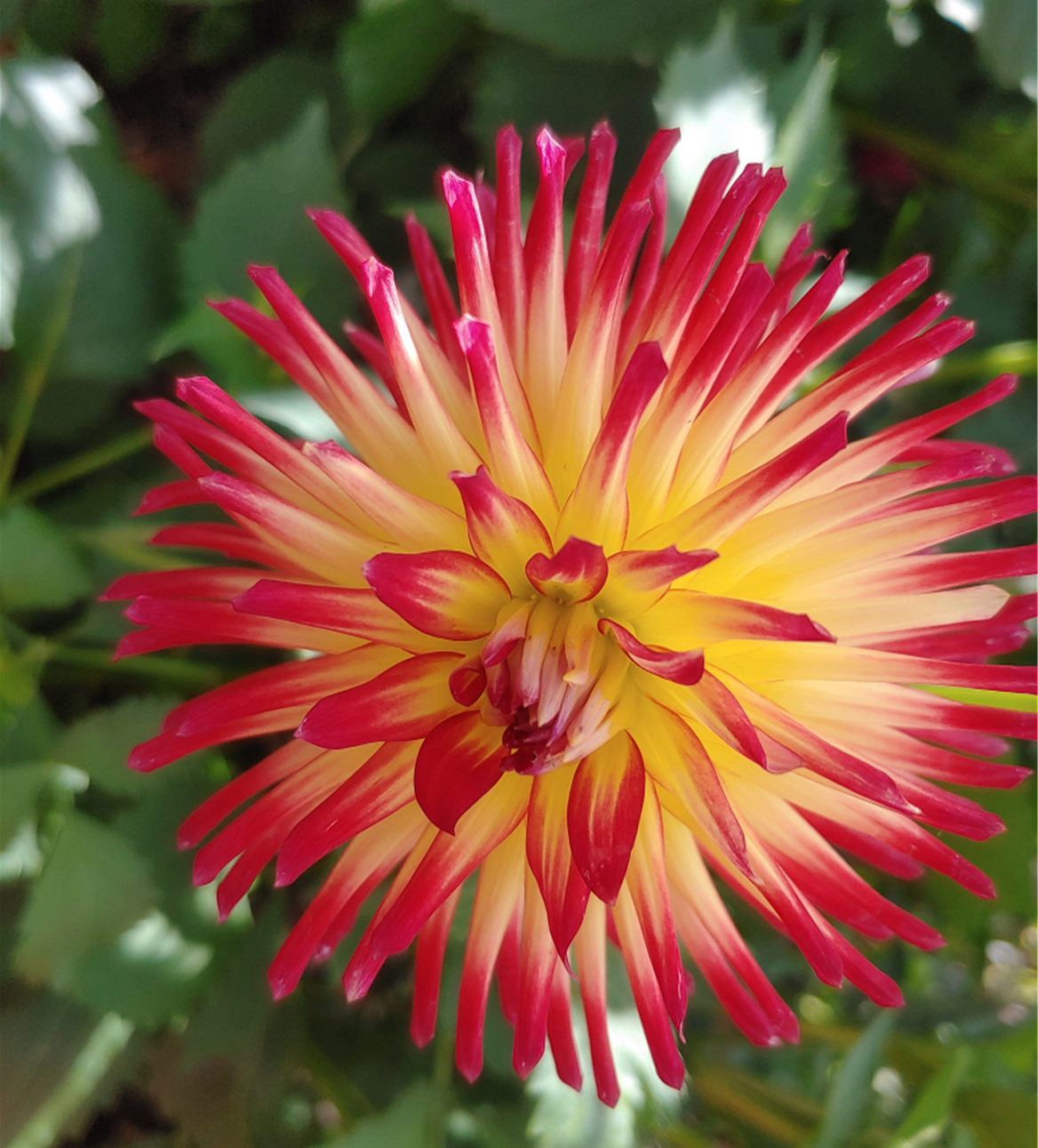 Dahlia