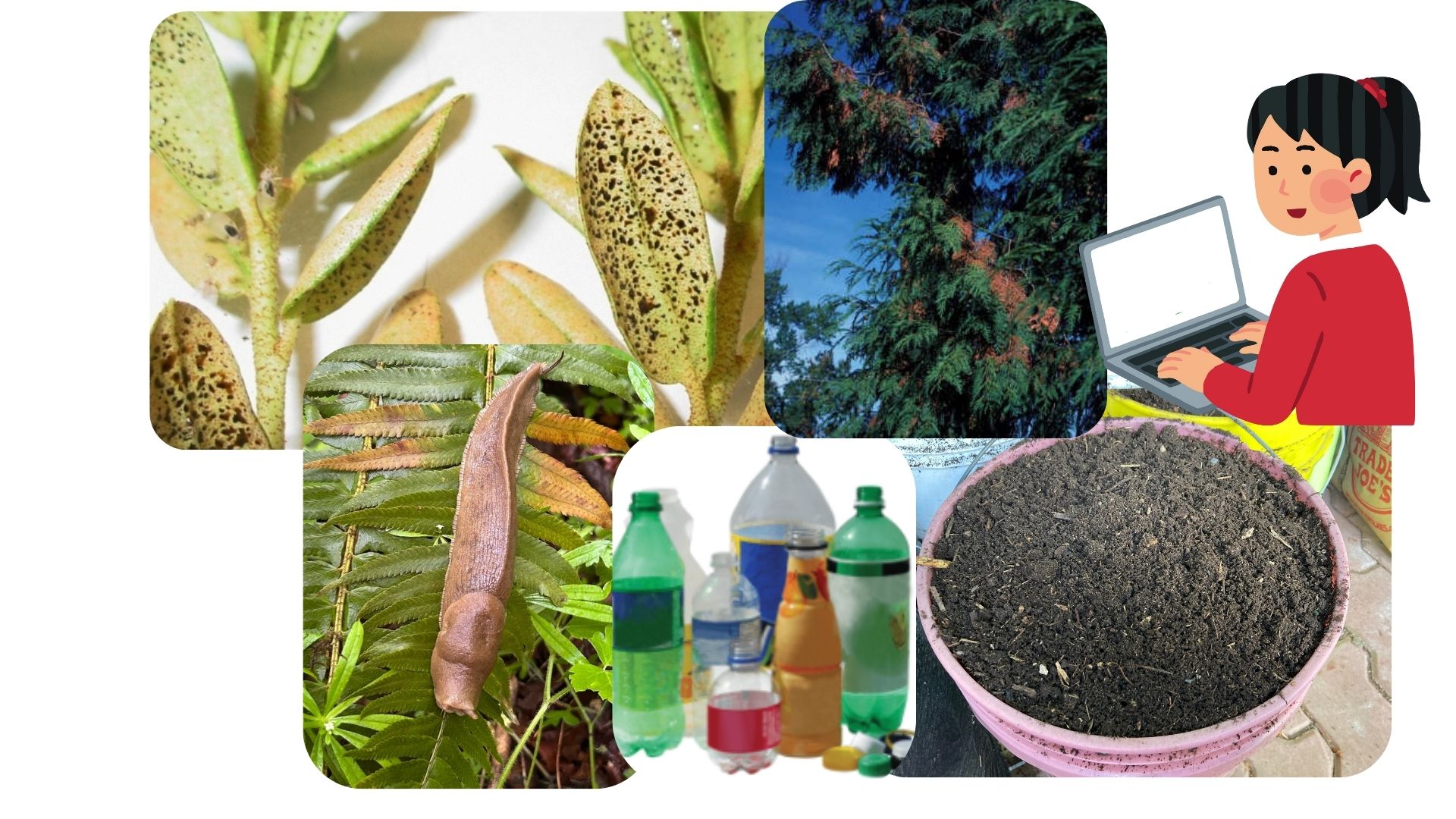Pest damage on rhododendron, cedar flagging, cartoon of gift typing on computer, bucket of compost, plastic bottles, and slug on fern leaf.