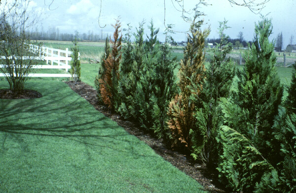 Row of medium sized cedar trees with evidence of die back from phytophthora root rot. 