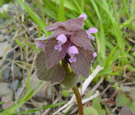 Red dead nettle flower head.
