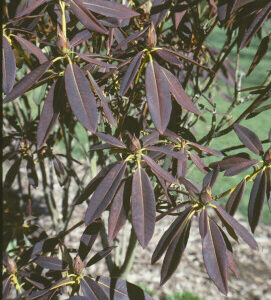 Rhododendron plant with evidence of winter injury on leaves. 