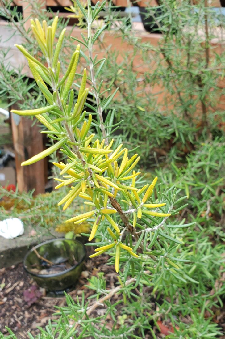Yellowing leaves on rosemary plant. 