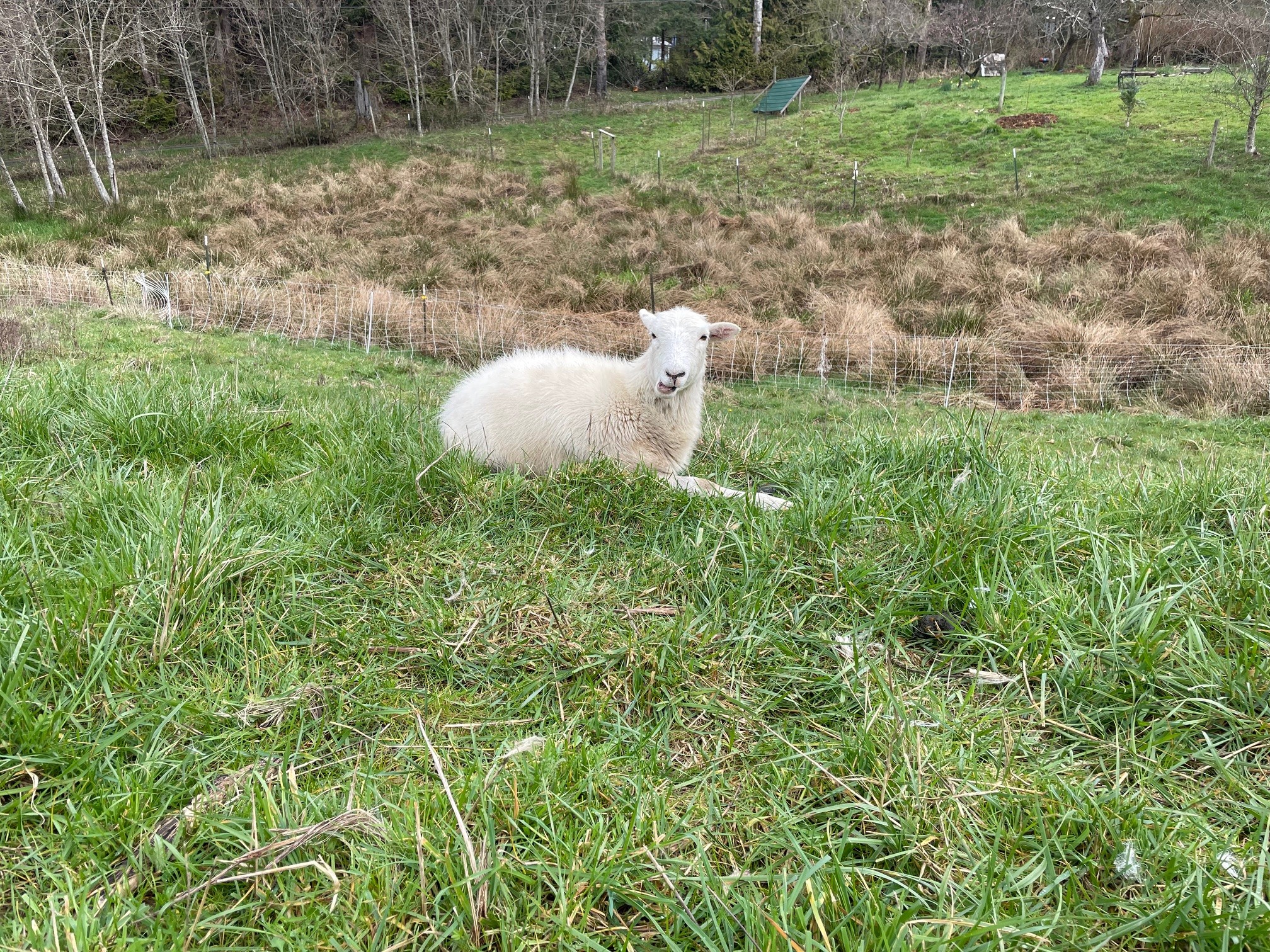 Sheep on grass