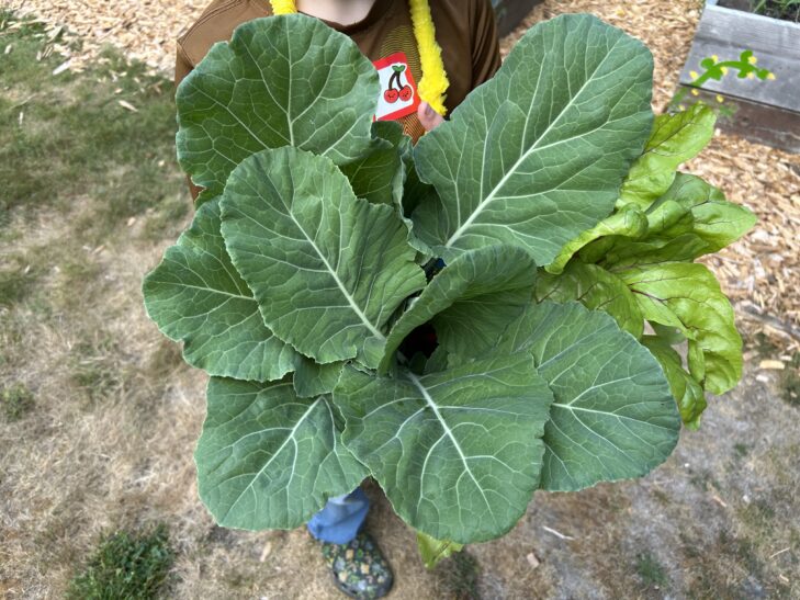 Children's garden participant holding bucket of produce harvested from garden, including collard greens and chard.