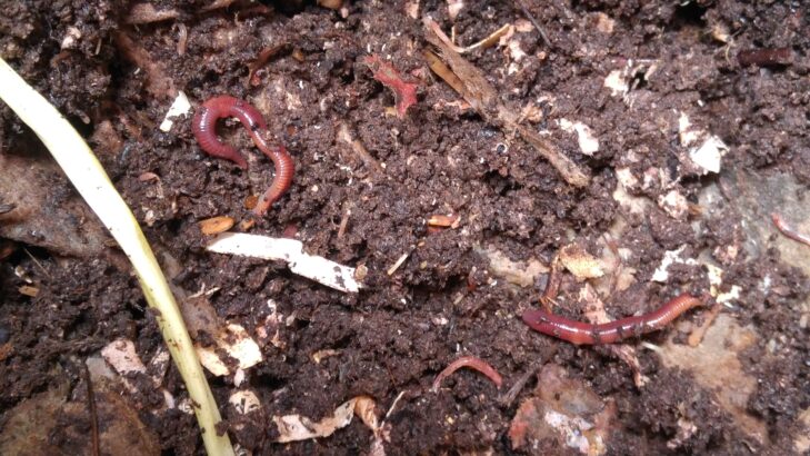 Red wiggler worms in worm compost bin.