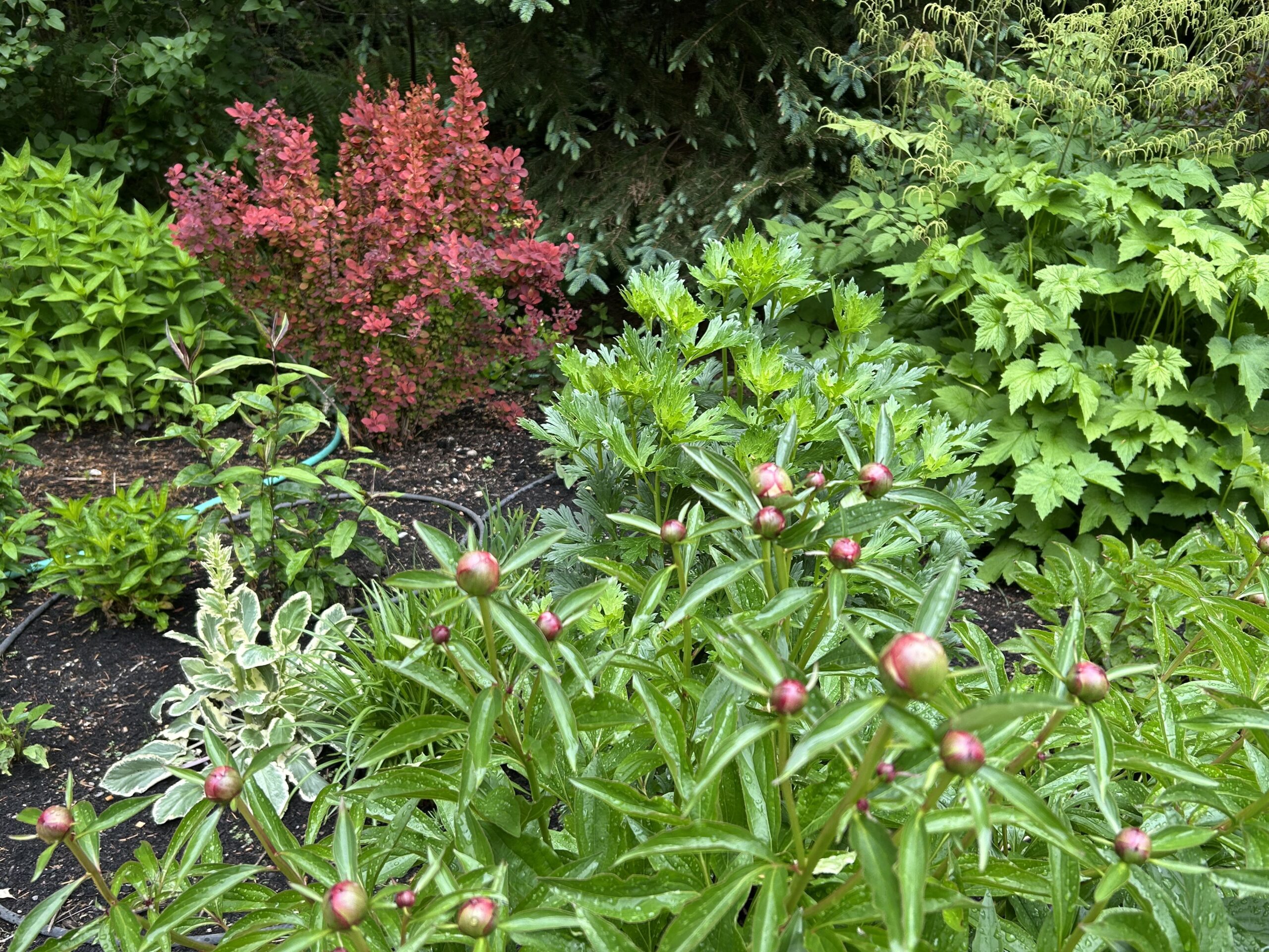 Various mature perennial plants in garden.