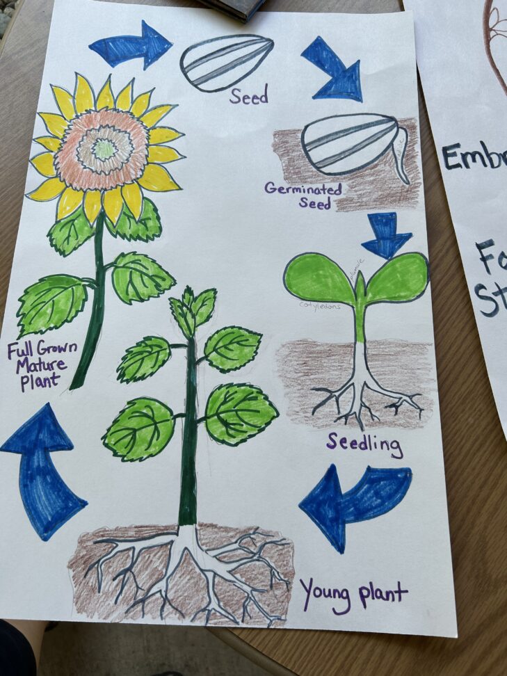Colored drawing of a cycle of growth of a sunflower from seed to mature plant, including steps: seed to germinated seed, to seedling, to young plant to full grown mature plant.
