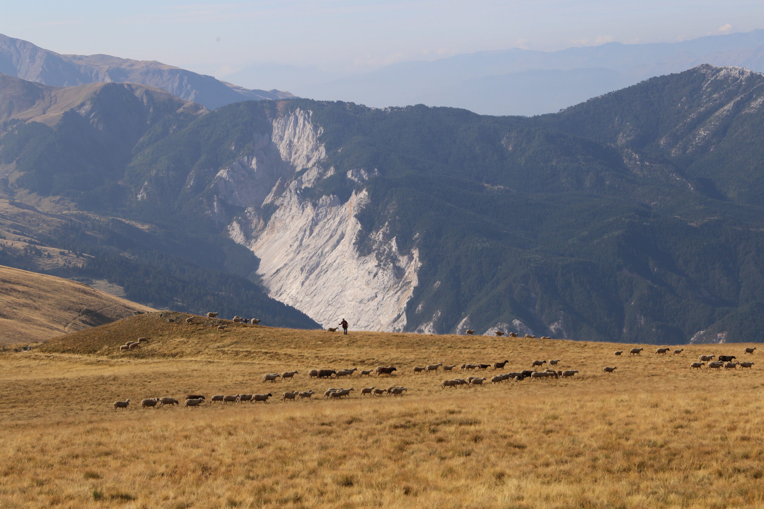 Sheep grazing with mountain in background