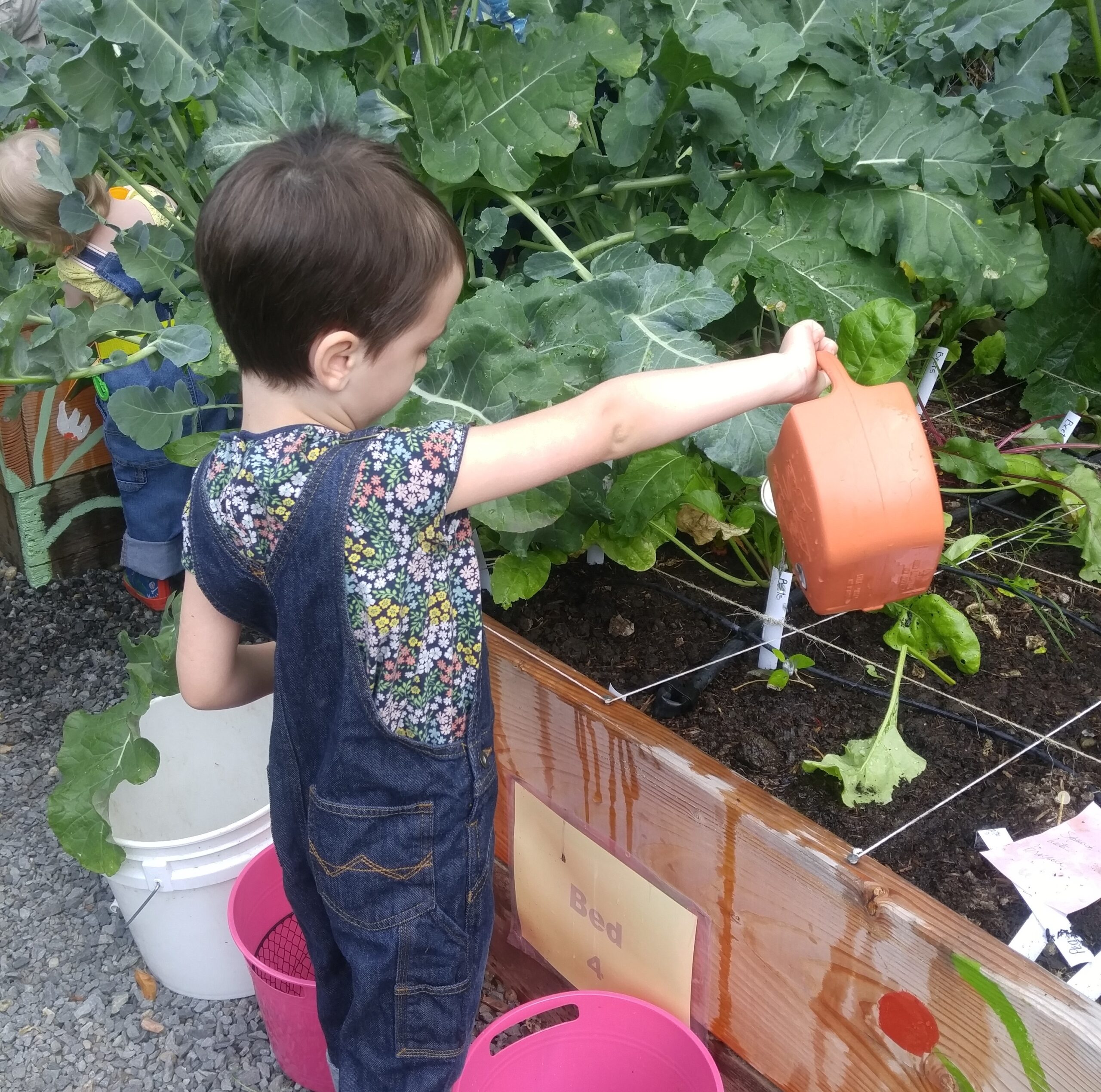 Children's Garden Program participant watering vegetables with orange watering can in raised bed. 