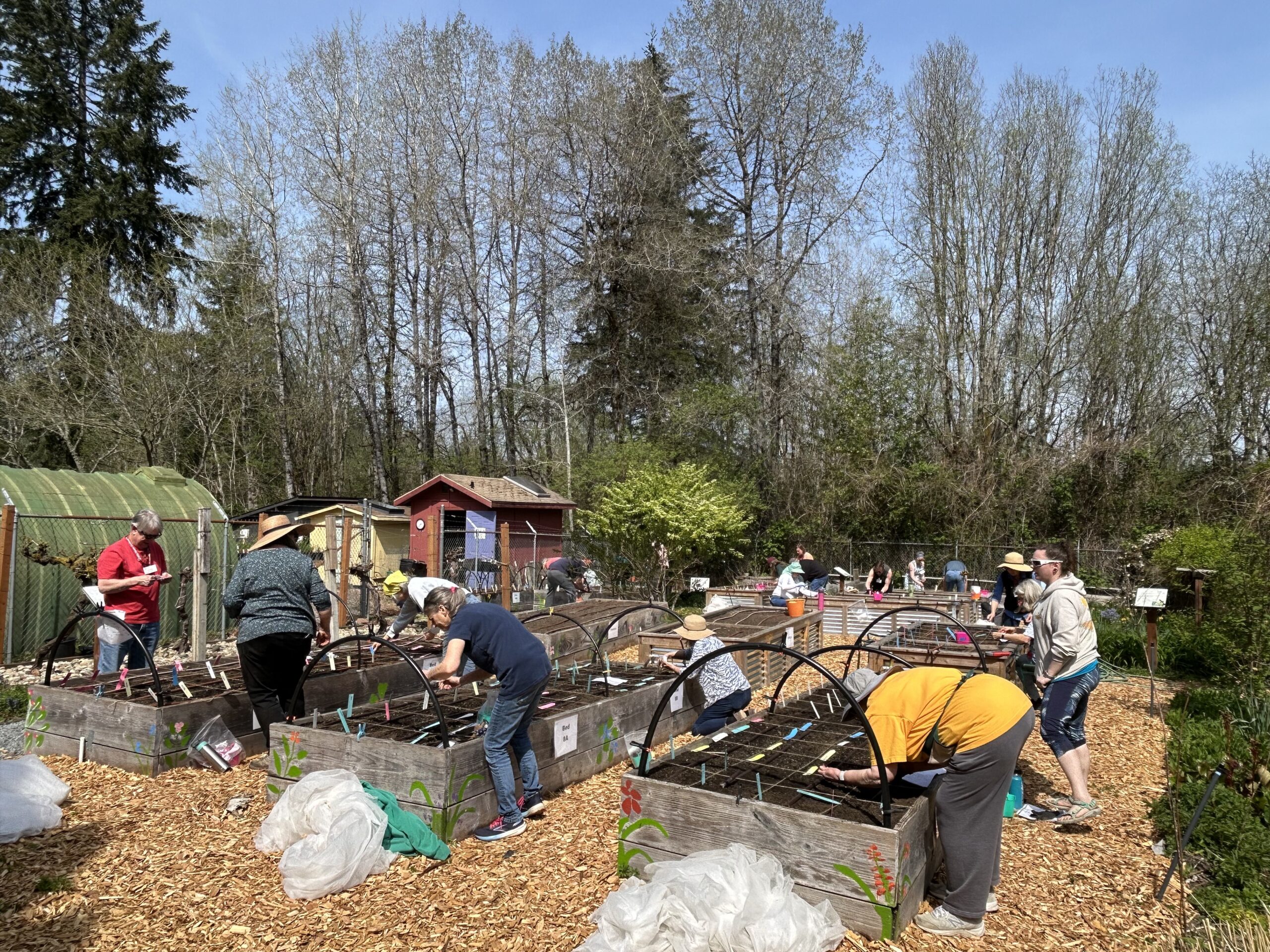 WSU Master Gardener volunteers planting beds for the Food Bank Garden at Dirt Works. 