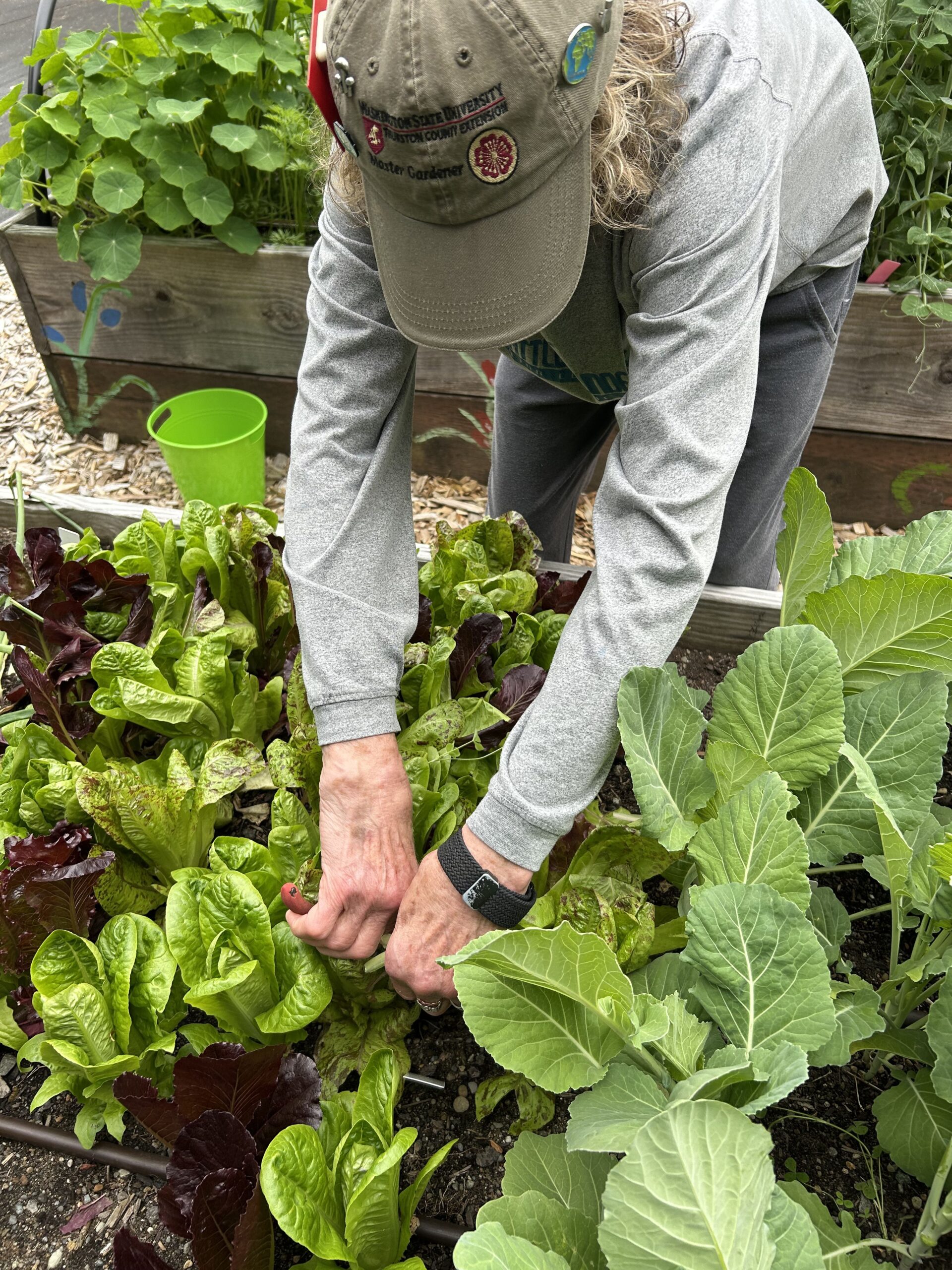 WSU Master Gardener volunteer harvesting vegetables from our Food Bank Garden. 