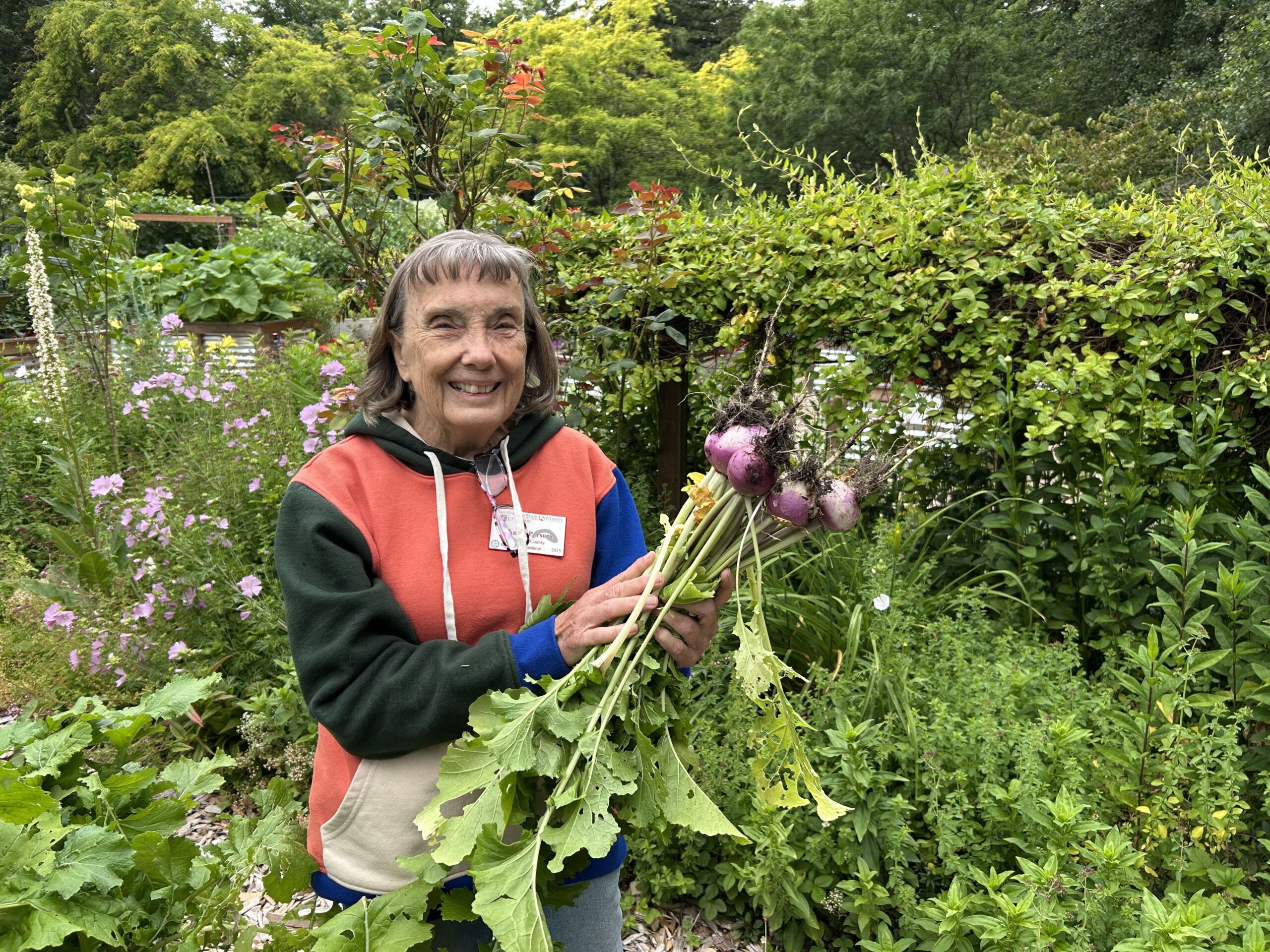 WSU Master Gardener volunteer holding some turnips in front of green garden space. 