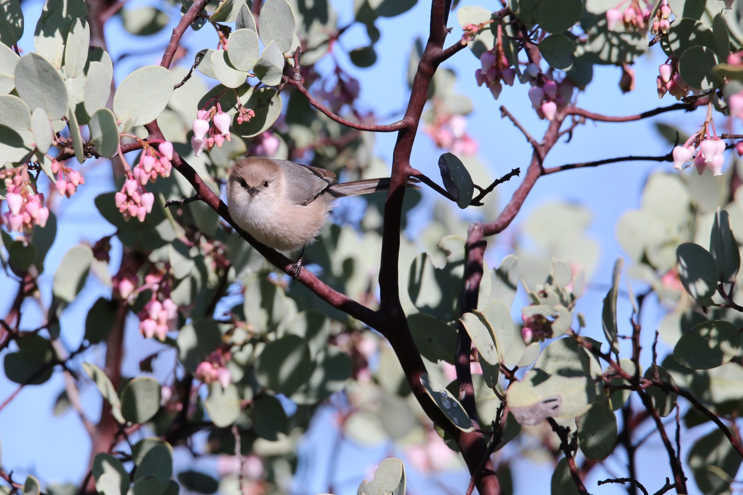 Image of bird in tree in northern California oak-savanna rangelands.