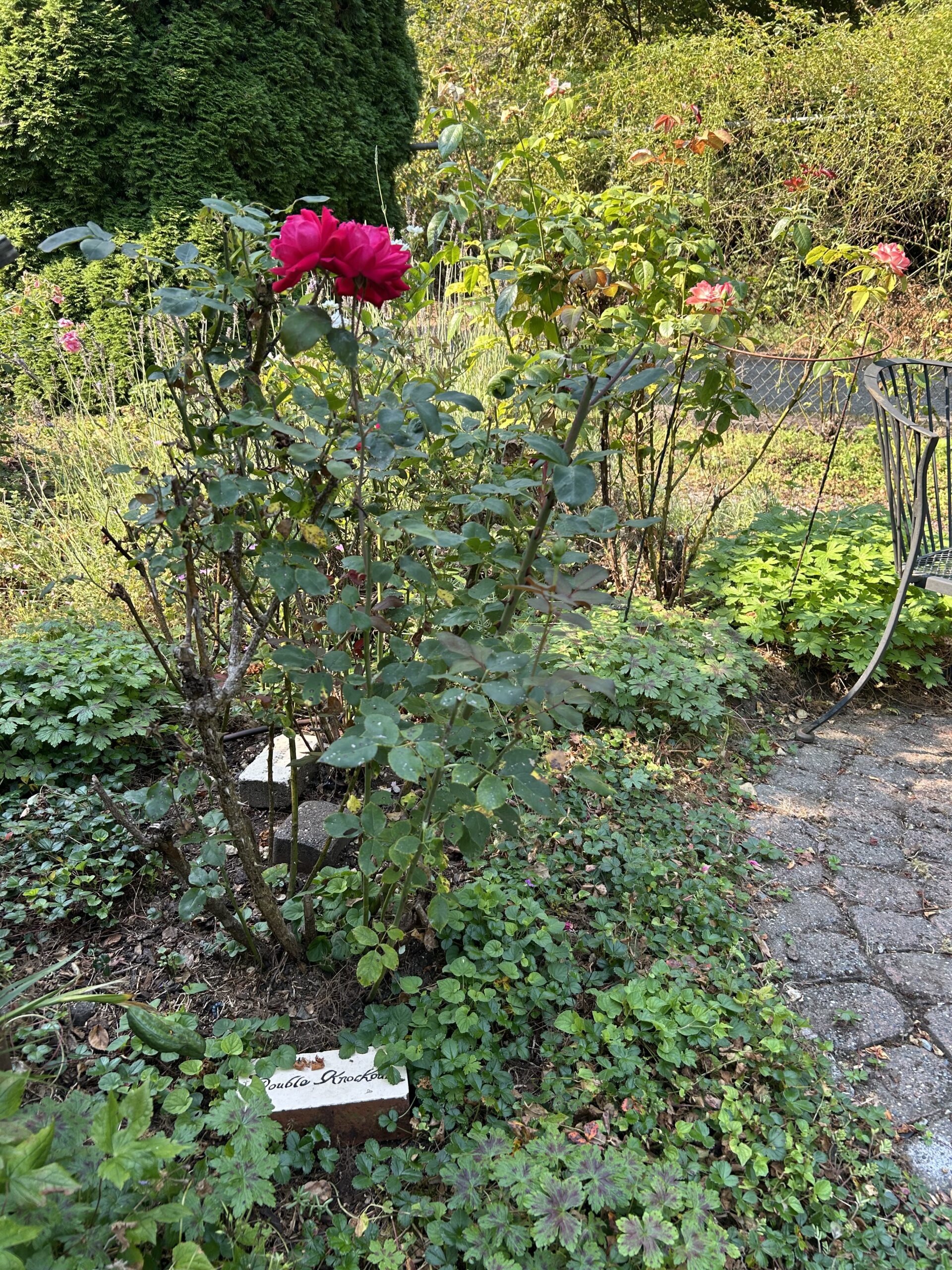 Blooming pink rose on tall bush among other plants with ground cover and green landscape. 