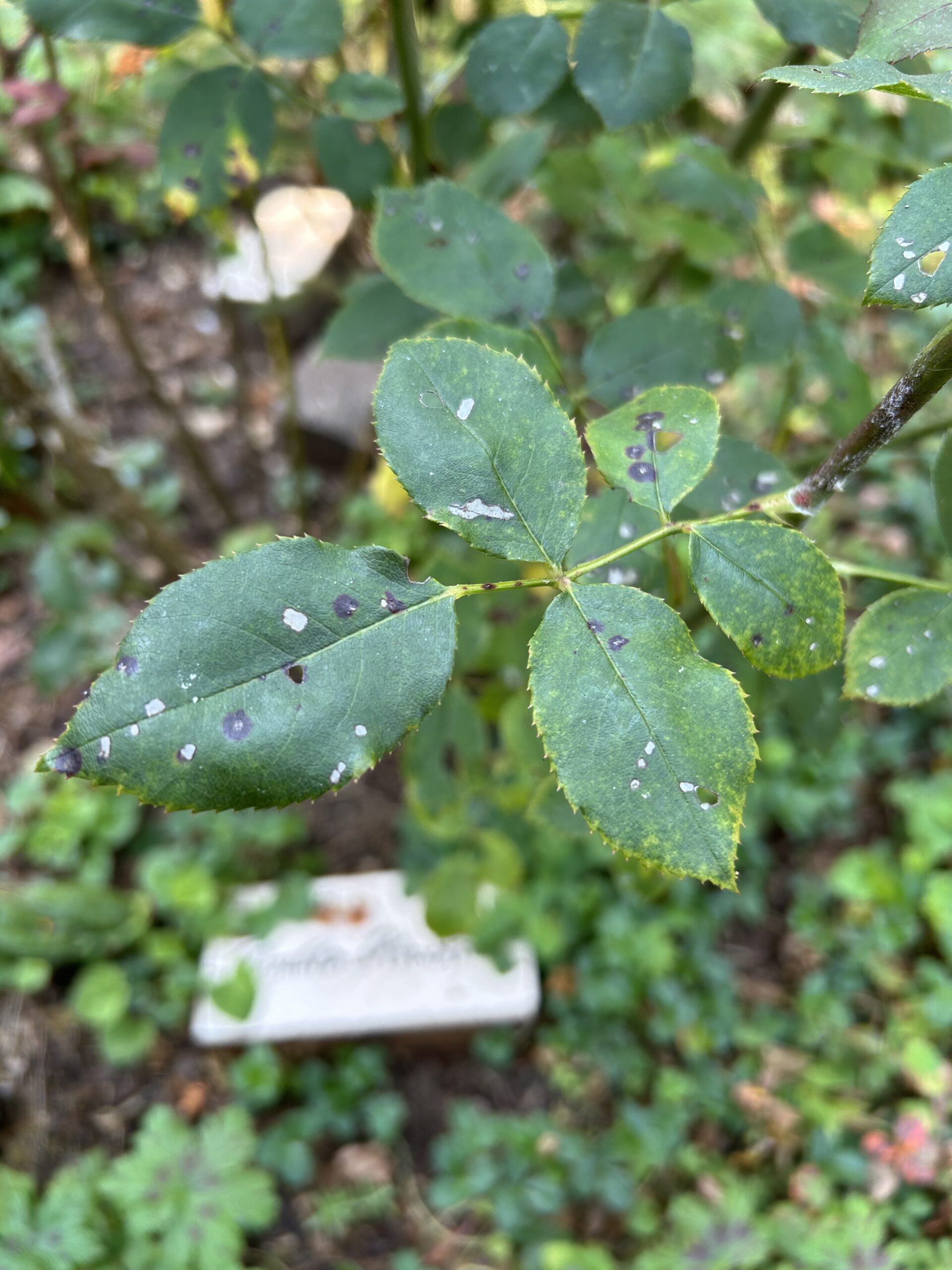 Black spot on rose leaflets on petiole with green groundcover in the background.