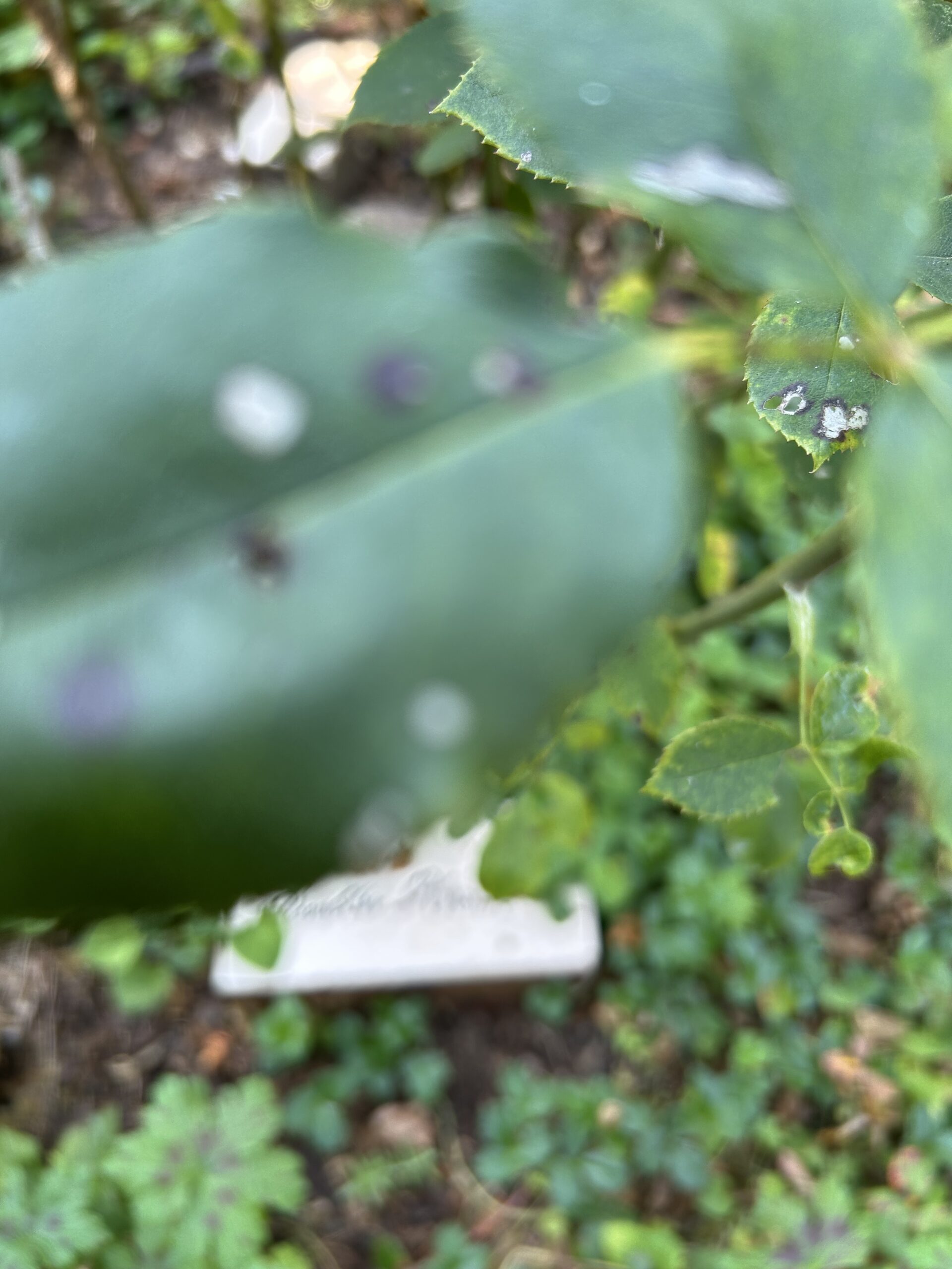 Out of focus photo of rose leaf with black spots. 