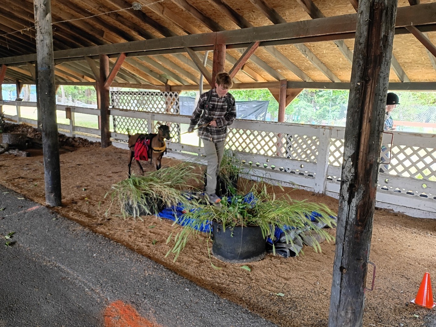 4-H Youth member/goat walking through pack goat challenge contest.