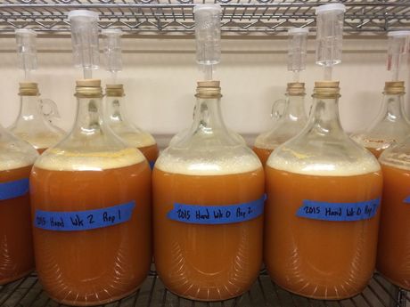 Carboys filled with fermenting apple juice.