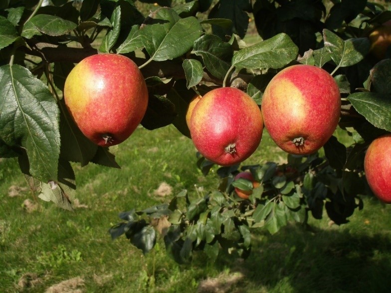 Cap of Liberty variety apple