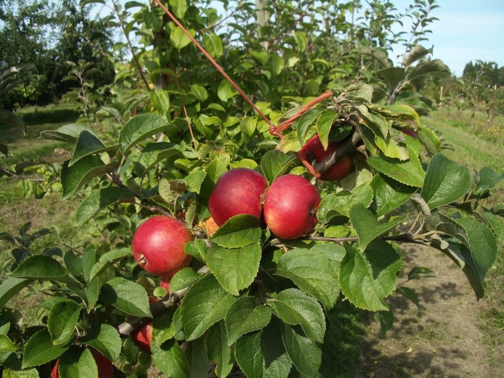 Granniwinkle variety apple