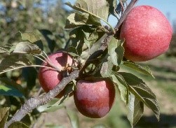 Harry Master’s Jersey variety apple