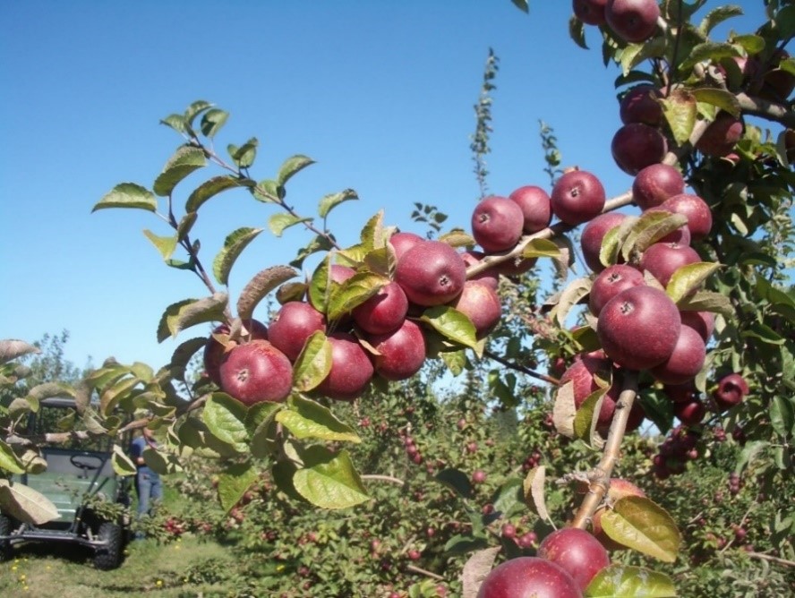 Kingston Black variety apple
