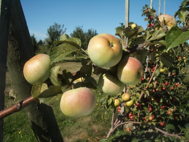 bunch of yellow and greenish yellow apples