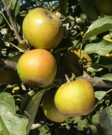 Ashmeads Kernel variety apples