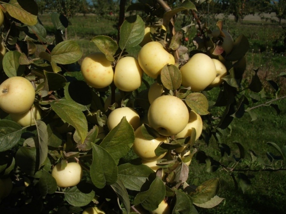 Blanc Mollet variety apple